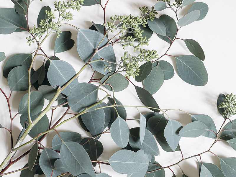 Eucalyptus-Image