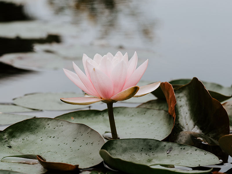 Water-Flower-Image